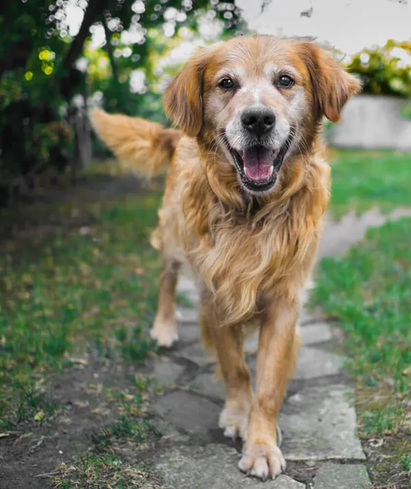 Golden Retriever walking on a garden path