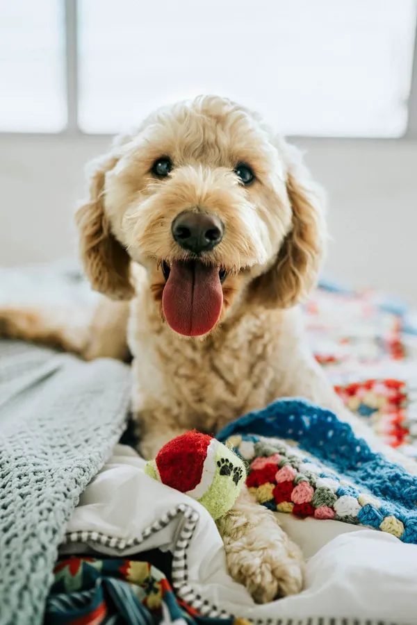 Goldendoodle lying on a blanket with a toy