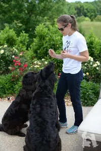 Lauren White training two black dogs outdoors