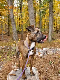 Nala, a brindle mix, on a leash in the autumn woods
