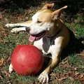 Rudi, a pit bull mix, lying on the grass with a red ball