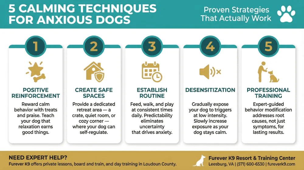 5 calming techniques for anxious dogs infographic
