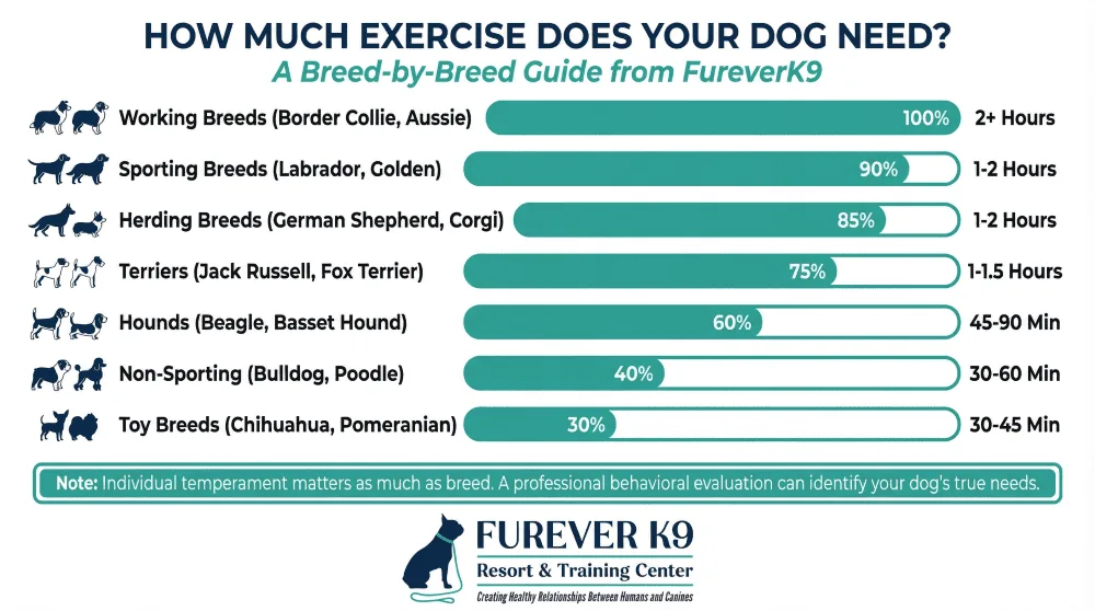 How much exercise does your dog need? Breed-by-breed infographic