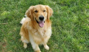 Golden Retriever sitting on green grass