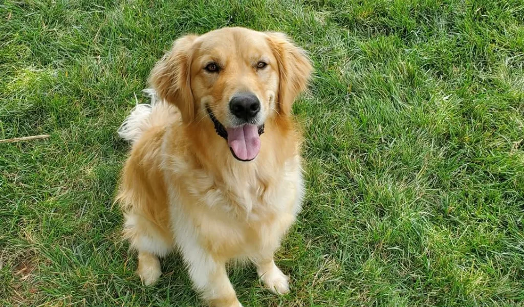 Golden Retriever sitting on green grass