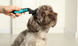 Fluffy gray dog being brushed with a slicker brush