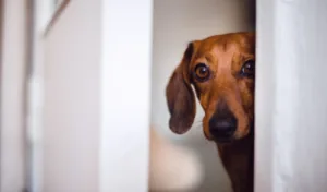 Dachshund peeking around a door frame