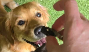 Golden Retriever focused on a treat in a trainer's hand
