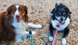 Australian Shepherd and a tricolor herding dog lying on gravel