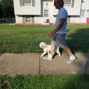 White Maltipoo walks calmly on a leash