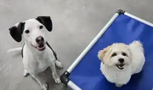 Two dogs are sitting on a blue bed.