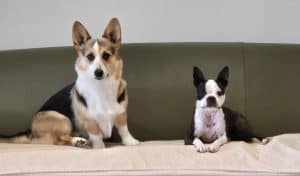Corgi and Boston Terrier calmly sitting side by side on a green couch at Furever K9.