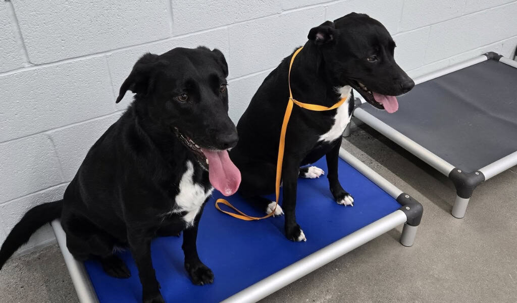Two black dogs practicing calm behavior on training cots as part of board and train services at Furever K9.