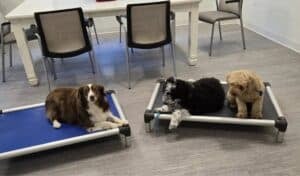 FK9 Featured Image for blog post about solving barking and pulling