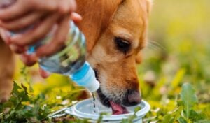 Dog drinking water from a portable bowl outdoors, staying hydrated during warm weather.