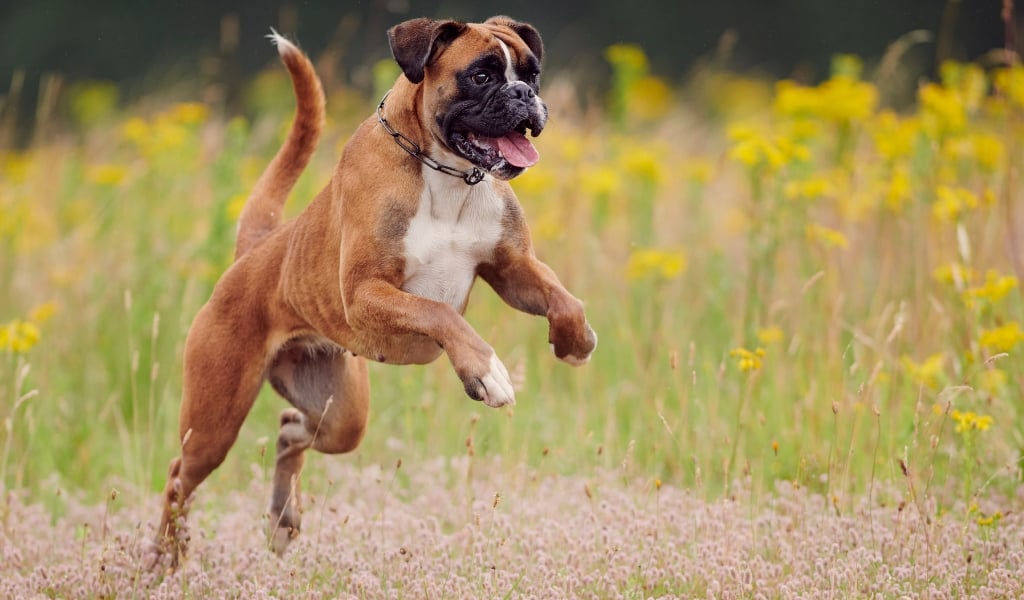 Energetic dog jumping up in excitement outdoors, illustrating common behavior Furever K9 helps train and manage.