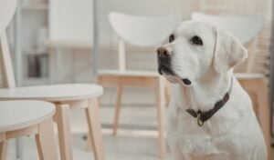 White Labrador Retriever sitting calmly indoors near a dining table, looking attentively upward in a clean, modern home setting.