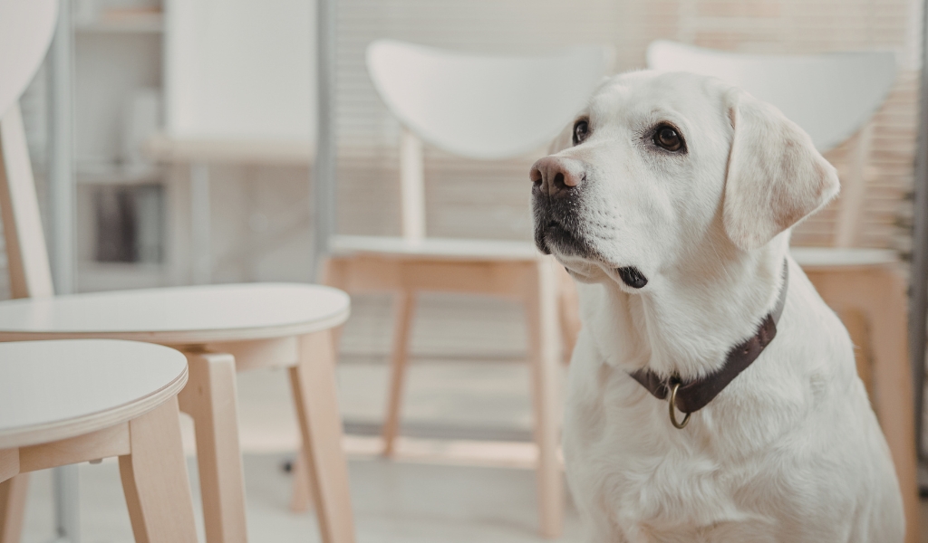 White Labrador Retriever sitting calmly indoors near a dining table, looking attentively upward in a clean, modern home setting.