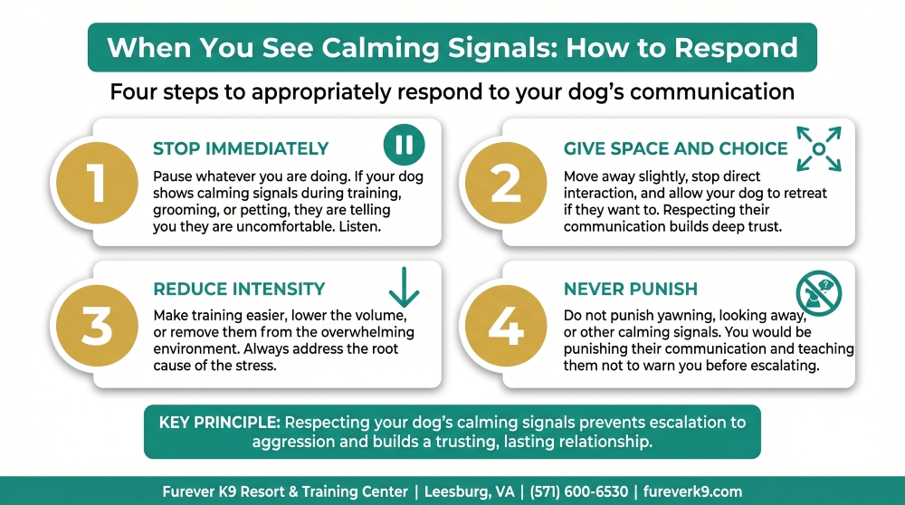 infographics about how to respond to dog calming signals