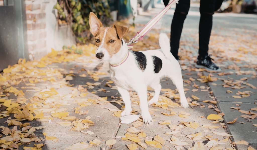 Dog on leash alert and tense during a walk on a leaf-covered sidewalk, illustrating early signs of leash reactivity in a real-world environment.