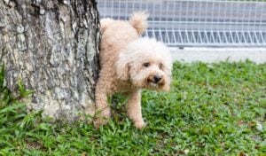 Small curly-haired dog standing nervously beside a tree outdoors, showing body language commonly associated with submissive urination in dogs.