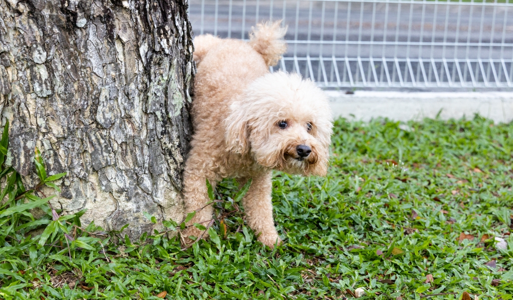 Small curly-haired dog standing nervously beside a tree outdoors, showing body language commonly associated with submissive urination in dogs.