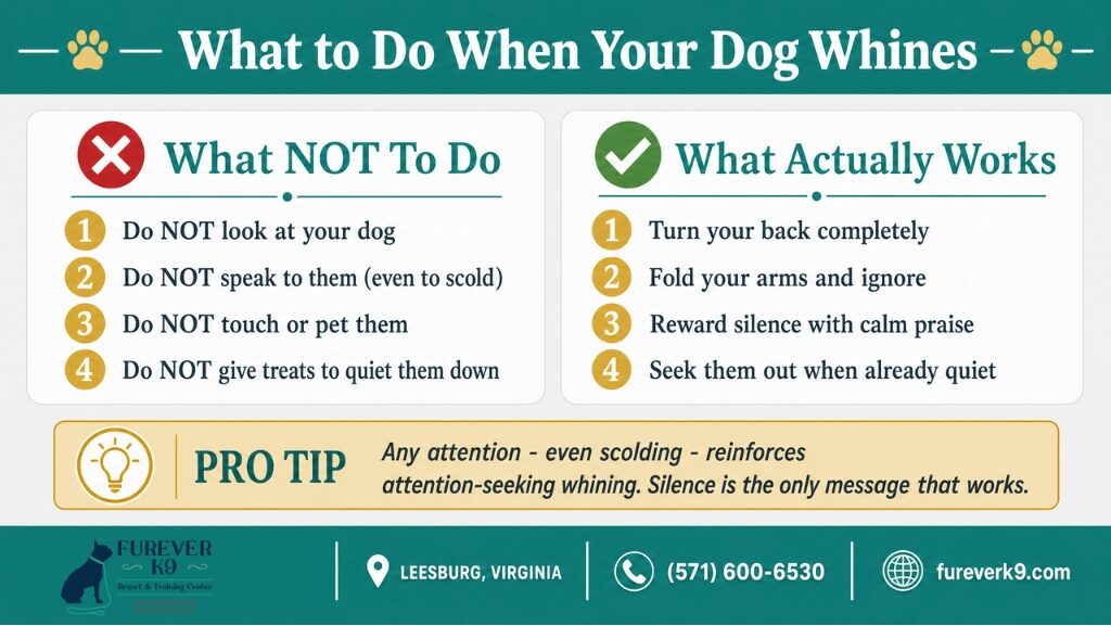 How to stop dog whining infographics