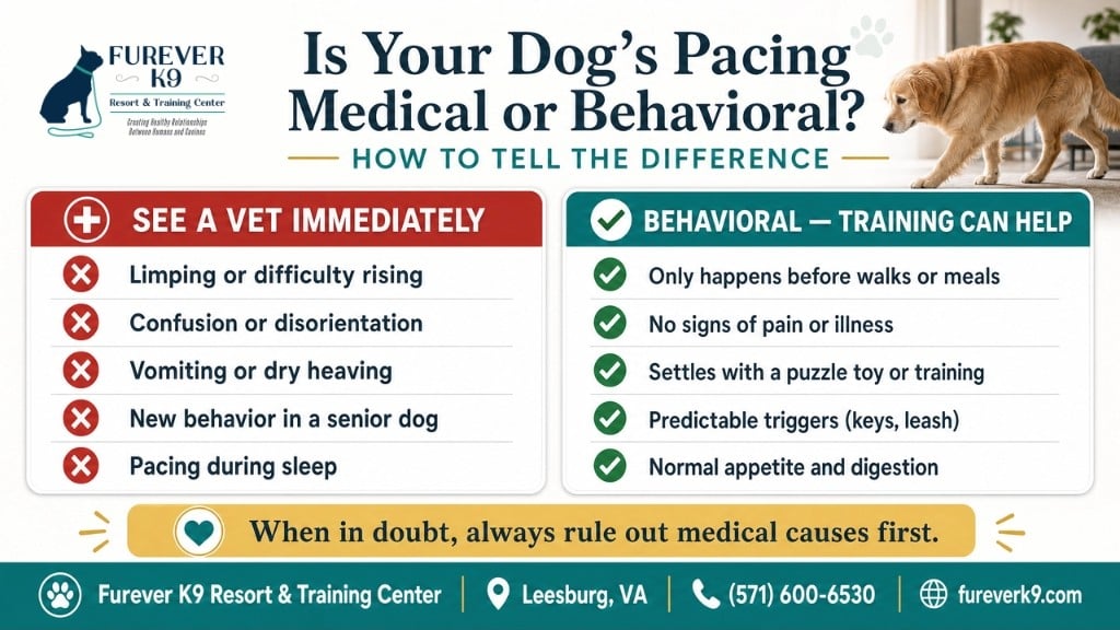 Why you dog is pacing infographics