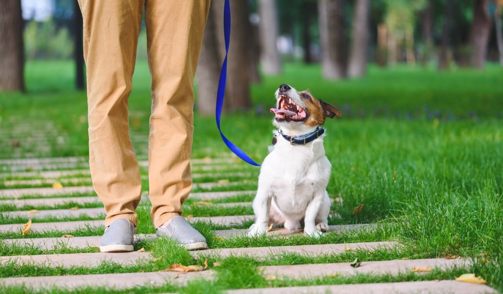 Small terrier sitting on a leash beside its owner in a park, barking and reacting to distractions during outdoor dog training.