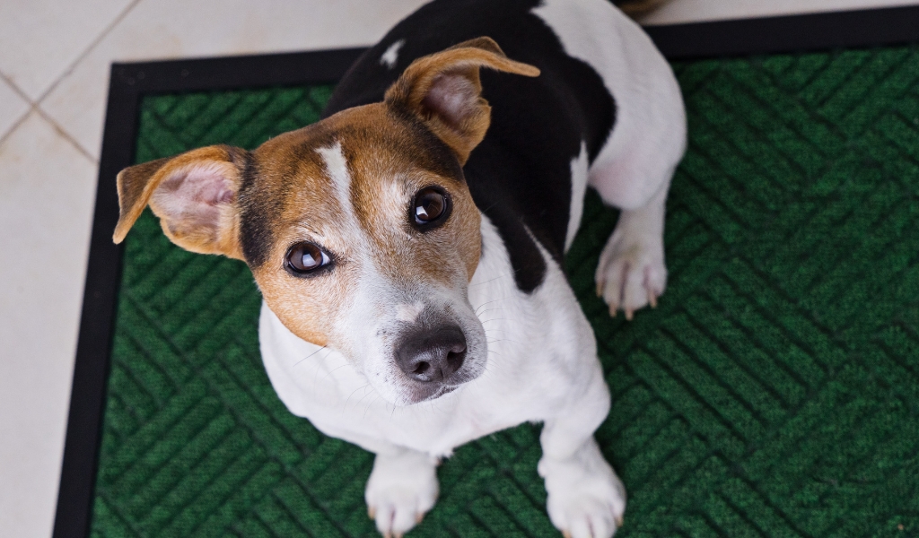 Jack Russell Terrier sitting calmly on a mat during training, illustrating focus and impulse control techniques related to how to stop dog whining.
