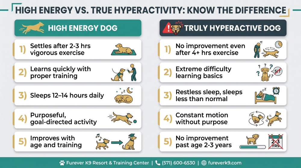 hyperactive_infographic_1_high_energy_vs_hyperactive