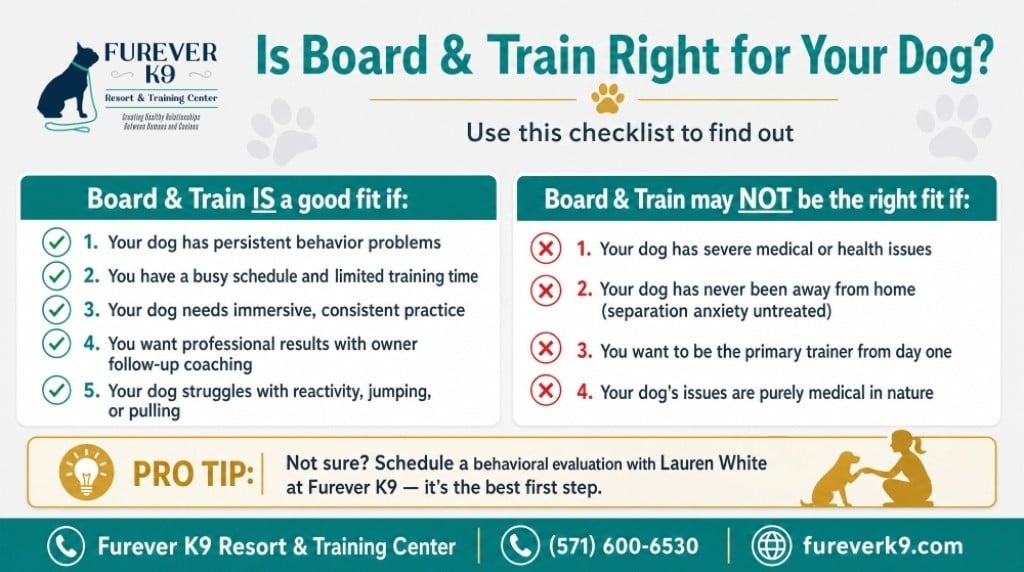 Infographics about dog board and train