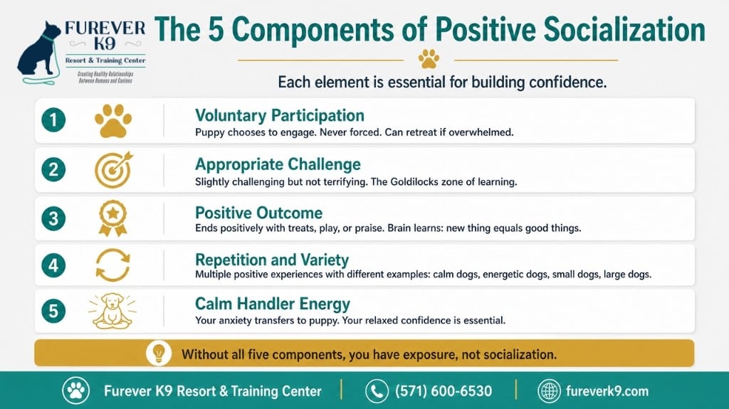 socialization_infographic_3_five_components