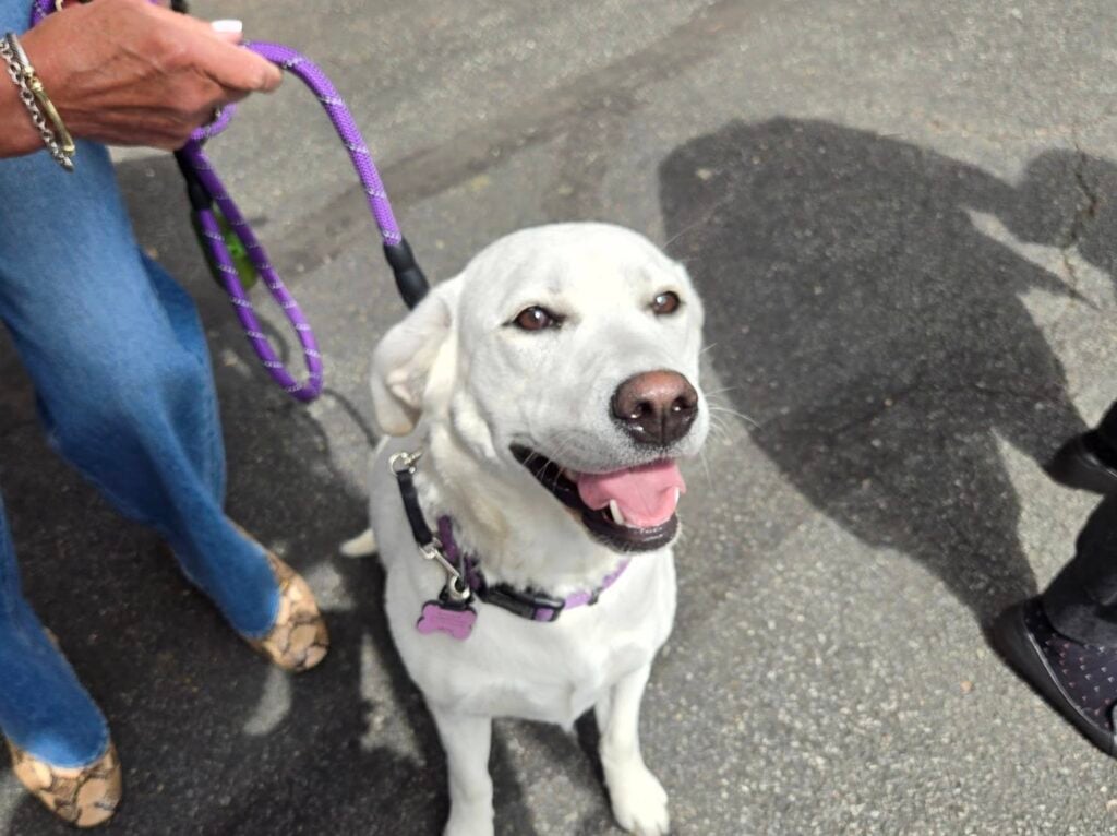 A smiling white dog with a purple collar and leash sitting politely next to a person on a paved road.