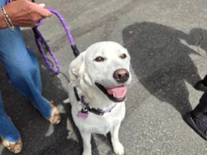 A smiling white dog with a purple collar and leash sitting politely next to a person on a paved road.