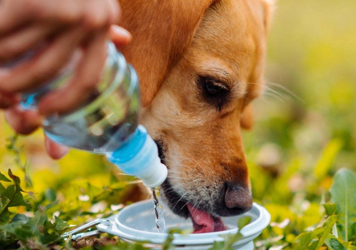 Dog drinking water from a portable bowl outdoors, staying hydrated during warm weather.