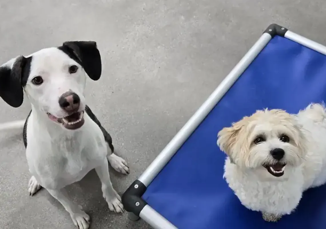 Two dogs are sitting on a blue bed.