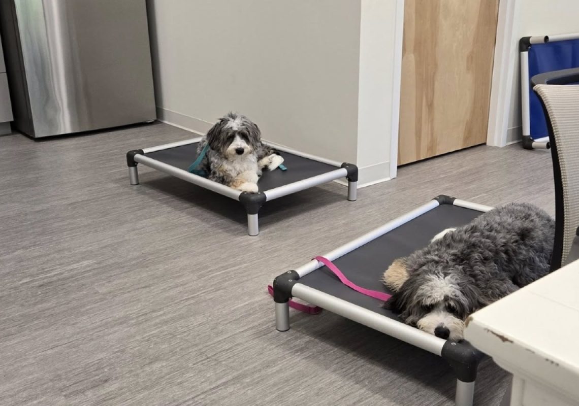 Board & Train vs. Regular Boarding