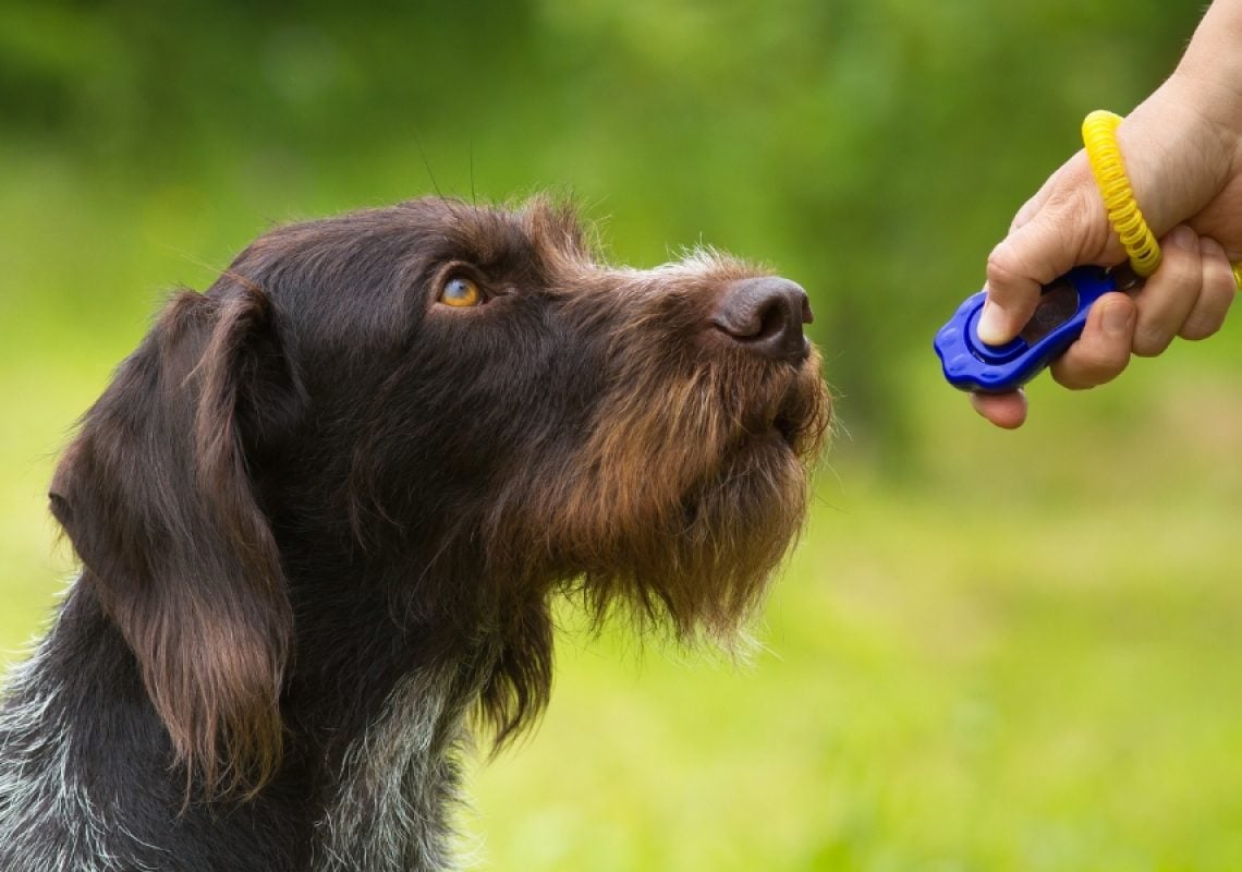 Clicker Training for Dogs