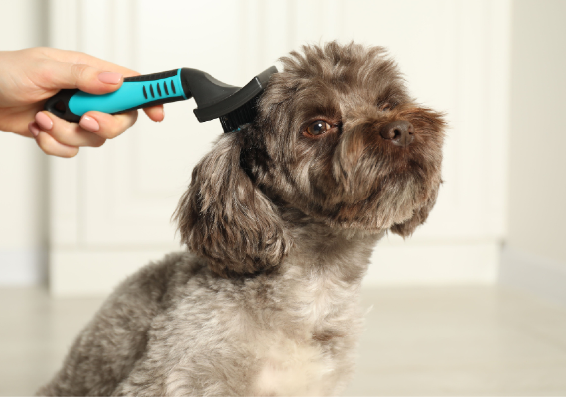 Dog Brushing Guide for Every Coat Type