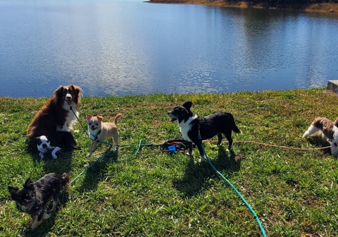 Dog Parks in Loudon County