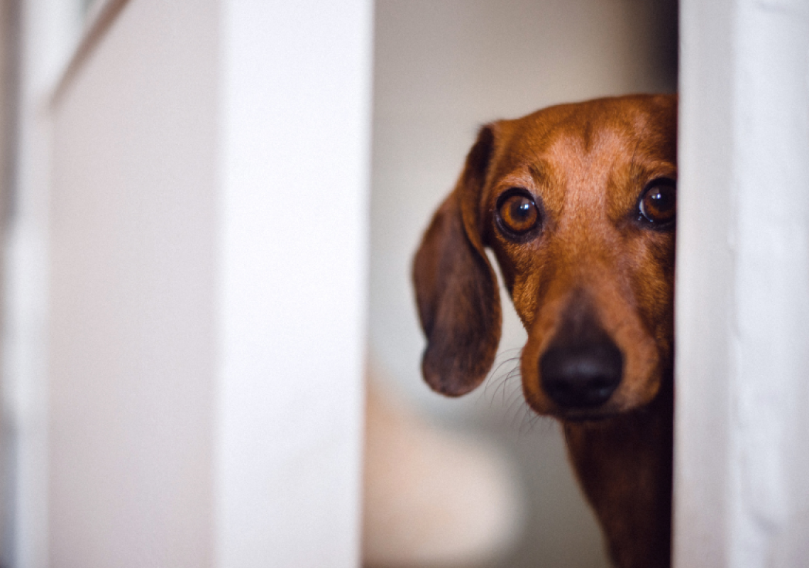 Dog Proofing Your Home - Virginia Dog Owners