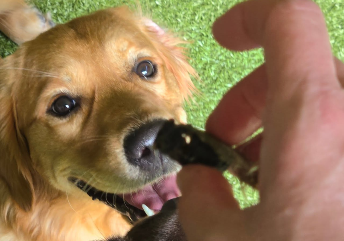 Dog Training Motivation blog
