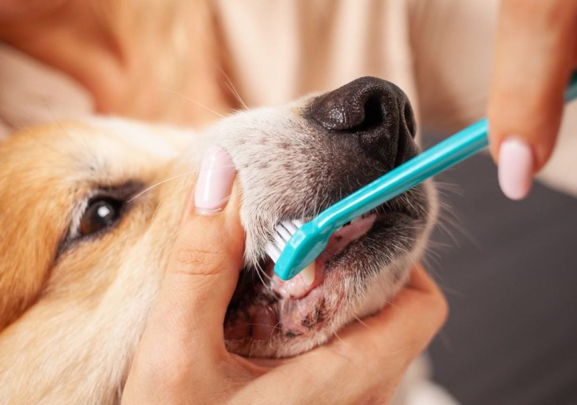Essential Guide to Dog Dental Care for Virginia Dog Owners