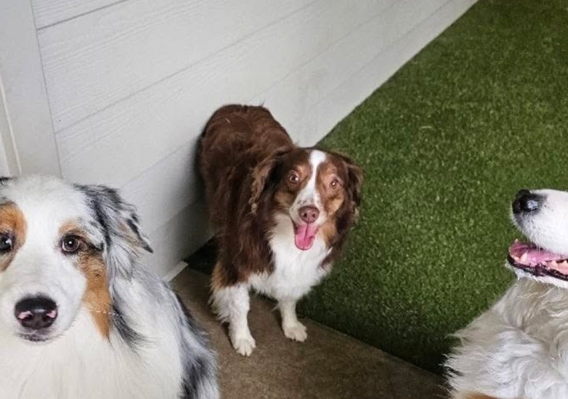 FK9 Board and Train vs Private Dog Training