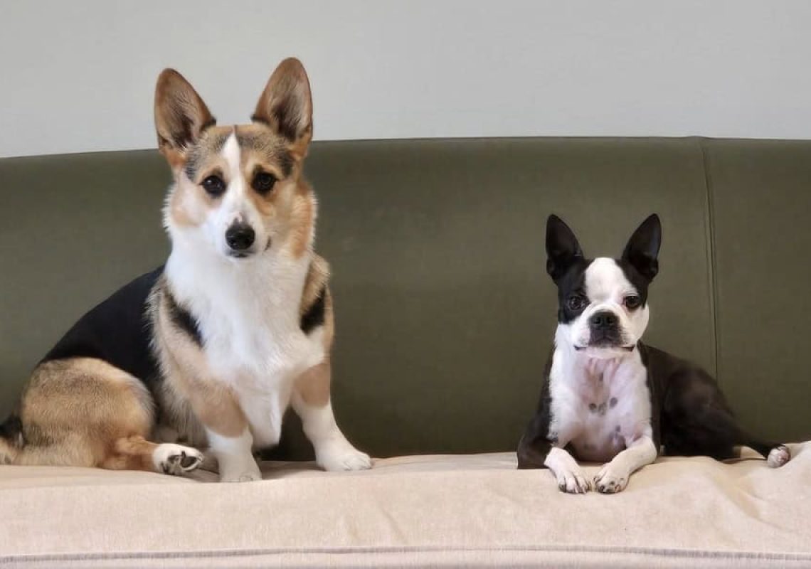 Corgi and Boston Terrier calmly sitting side by side on a green couch at Furever K9.