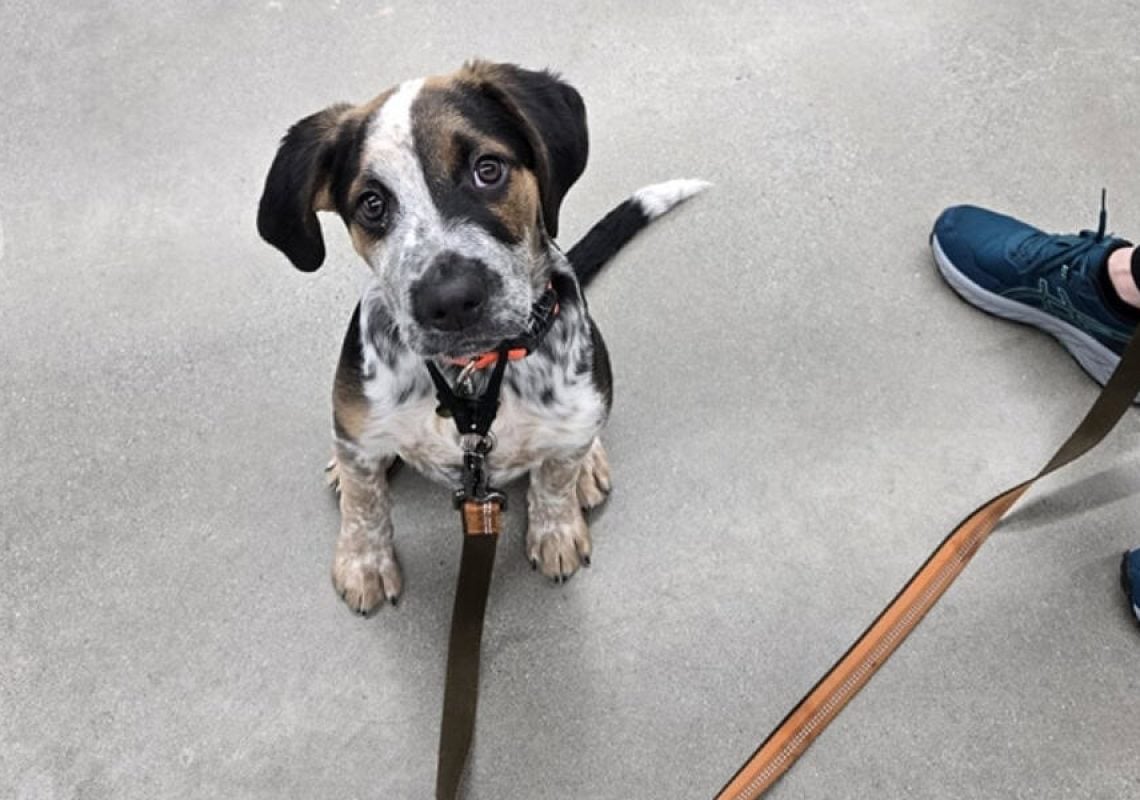 Furever K9 Private Dog Lessons (1)
