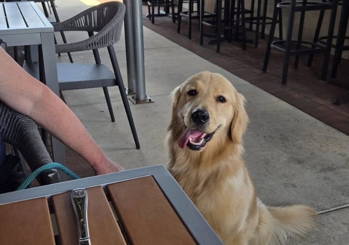 Furever K9 Private Lessonns for Dogs in Loudon County (2)