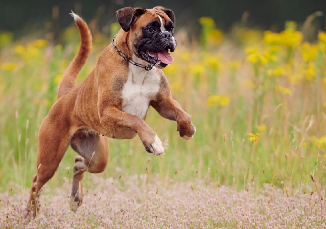 Energetic dog jumping up in excitement outdoors, illustrating common behavior Furever K9 helps train and manage.