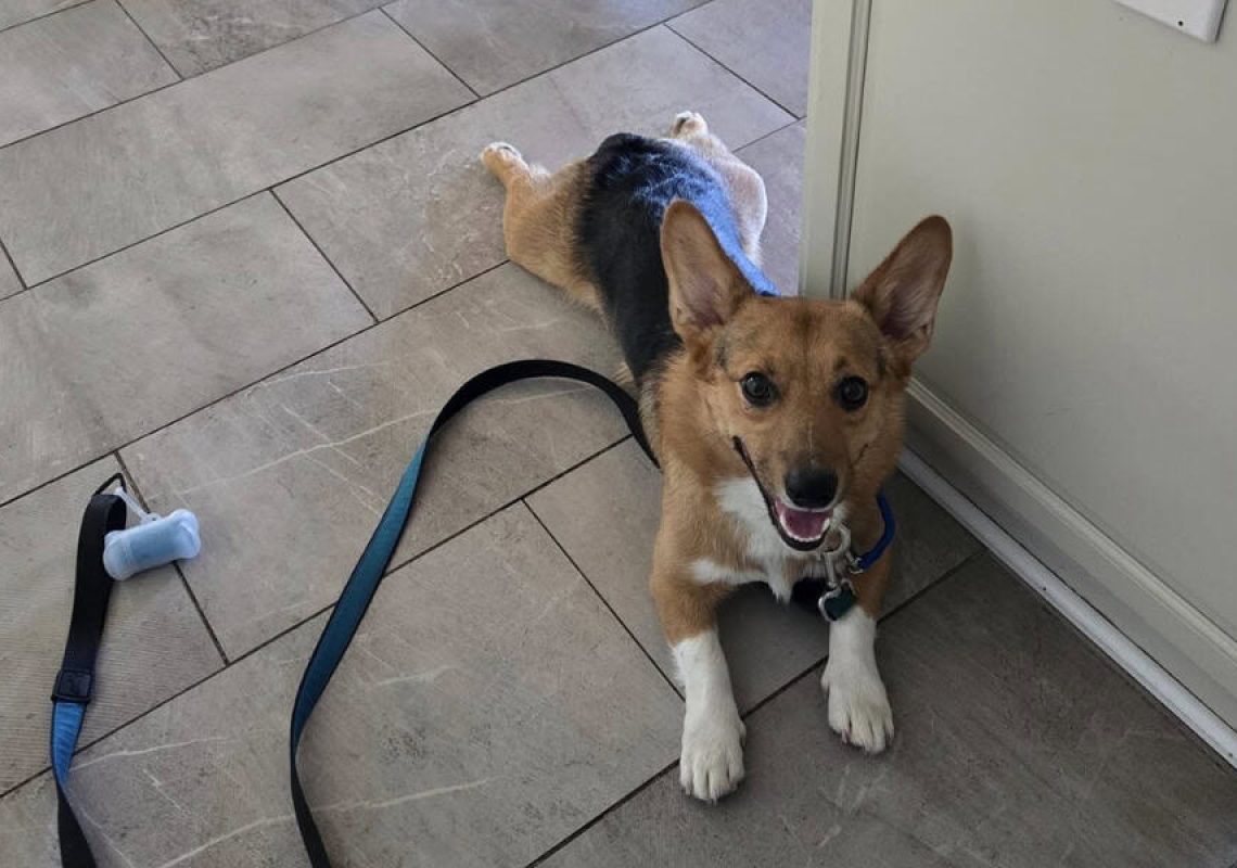 FureverK9 Private Dog Lessons (1)